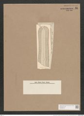 Navicula nobilis var. neogena Grun. (de-Toni-Nr.: Genus 1, Species 1) Zeichnungen Sammlung Grunow Nr. 14 (NHMW-BOT-W0366195)